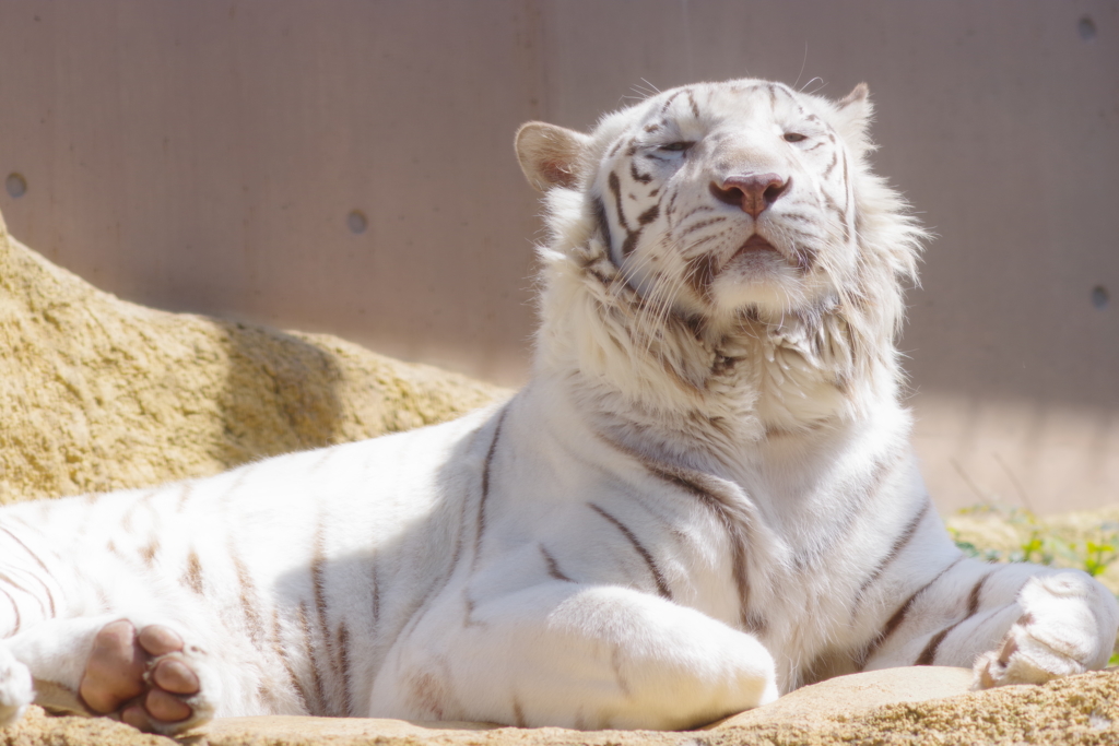 いしかわ動物園 最後の一枚 お見送りかな