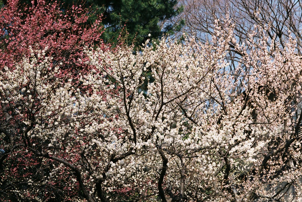 フィルム 色々な色の梅