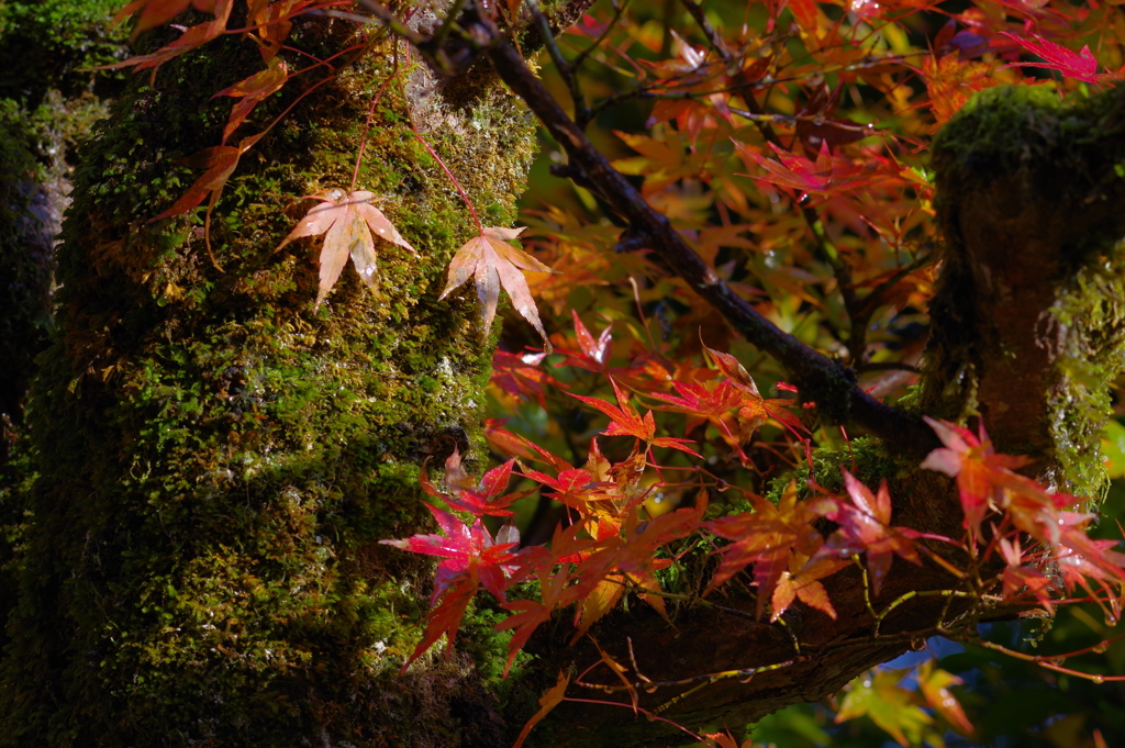 那谷寺 紅葉 (36)