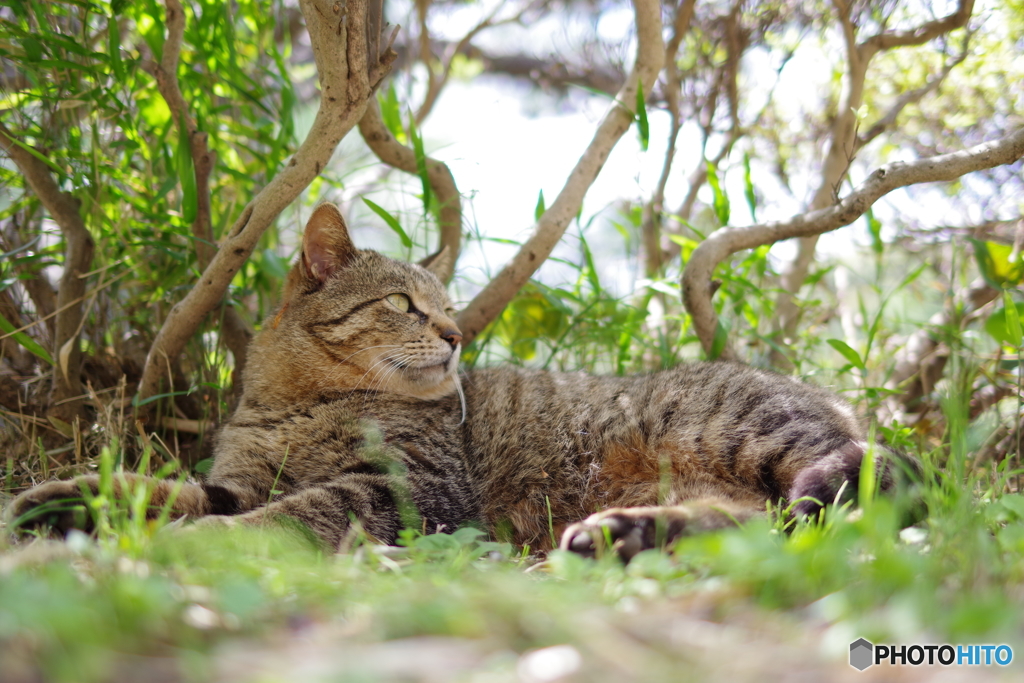 三渓園 猫 (13)