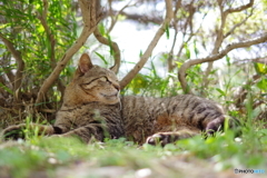 三渓園 猫 (13)