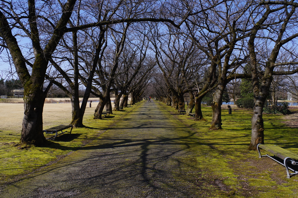 富山植物公園　冬ですね