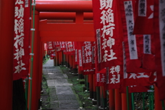 Kamakura散歩 佐助稲荷神社 鳥居