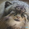 Ueno zoo (25)