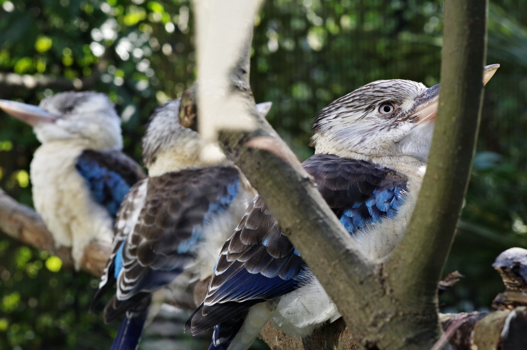 金沢動物園 アオバネワライカワセミが綺麗 6 青い三連星 By K Nori Id 写真共有サイト Photohito