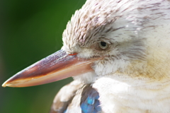 金沢動物園 アオバネワライカワセミが綺麗 3