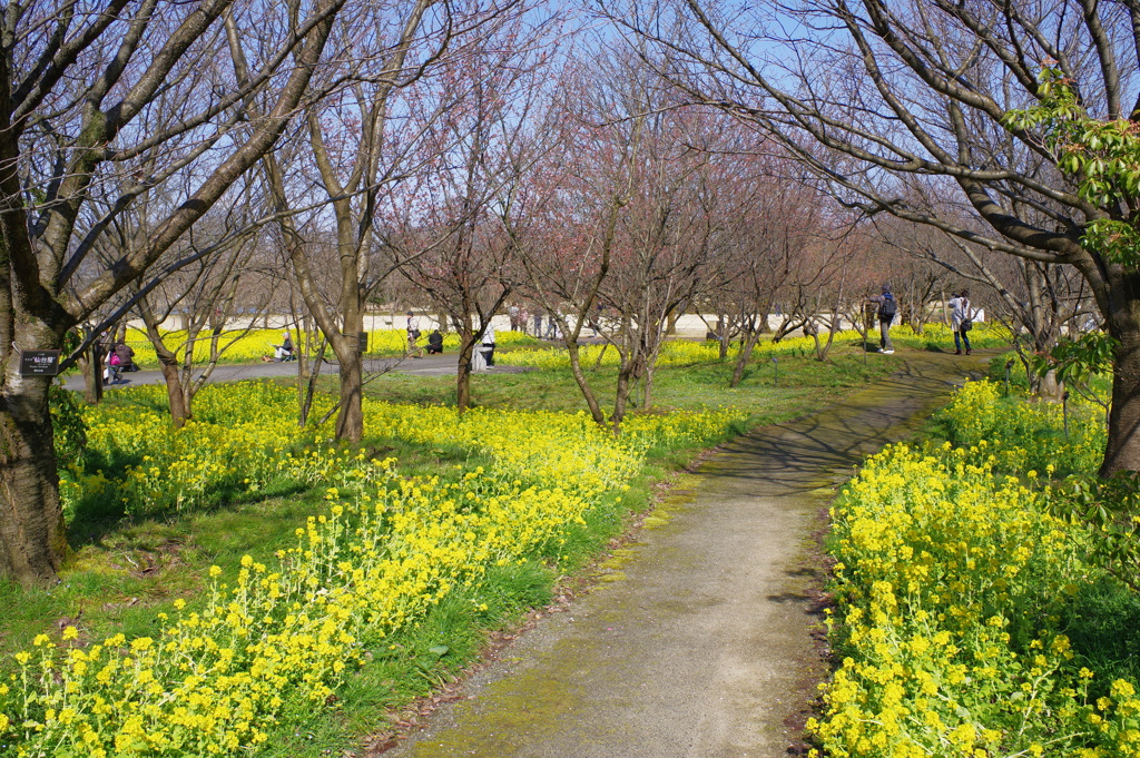 富山植物公園 菜の花