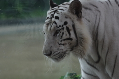 雨のいしかわ動物園 ホワイトタイガー2