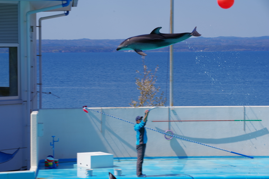 のとじま水族館　カマイルカのショー9 ナイスジャンプ2