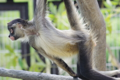 東部動物公園　この格好が好きなジェフロイクモザル