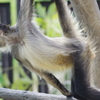 東部動物公園　この格好が好きなジェフロイクモザル