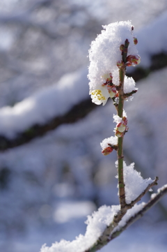 雪の兼六園 雪と梅