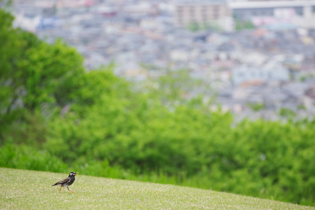 つつじを観に散歩 (35)