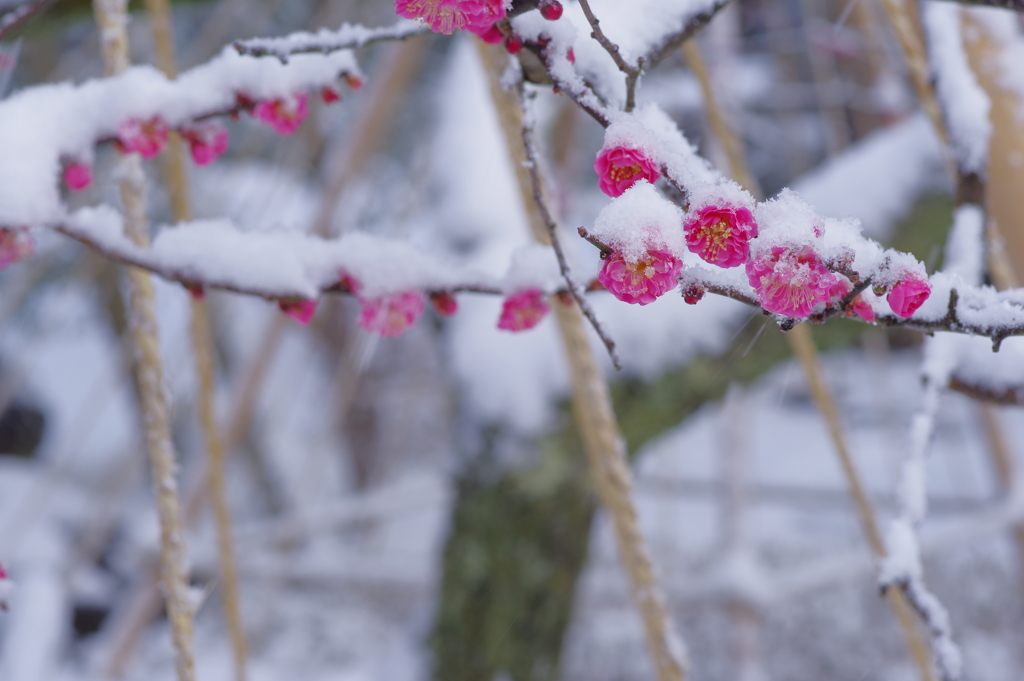 雪の兼六園 梅と雪と (1)