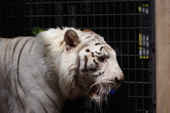 いしかわ動物園 ホワイトタイガー　綺麗な色です。