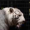 いしかわ動物園 ホワイトタイガー　綺麗な色です。