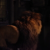 いしかわ動物園 ナイトズー ライオン　後姿