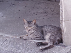 池島　野良猫たち