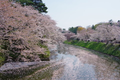 弘前さくら祭り　花筏　楽しかったです。