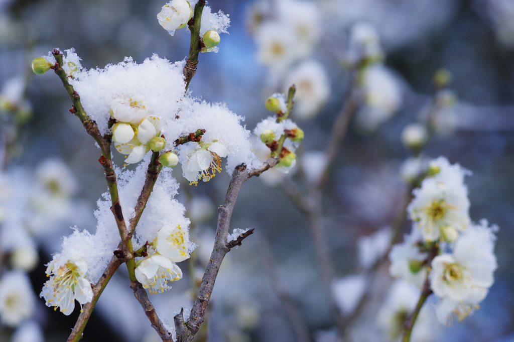 雪の兼六園 梅たちと雪