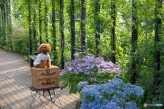 イングリッシュガーデン 犬と紫陽花