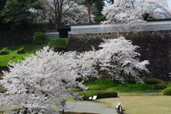 金沢城跡 桜散歩 5000円のレンズで撮ってみる (4)