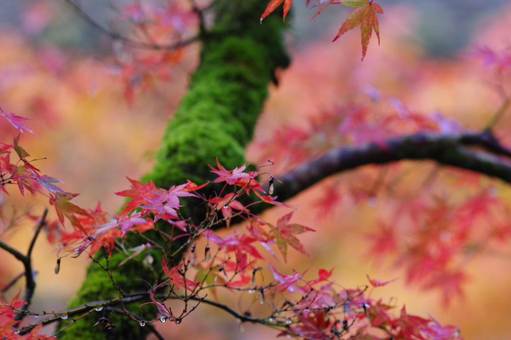 那谷寺 紅葉 (19)