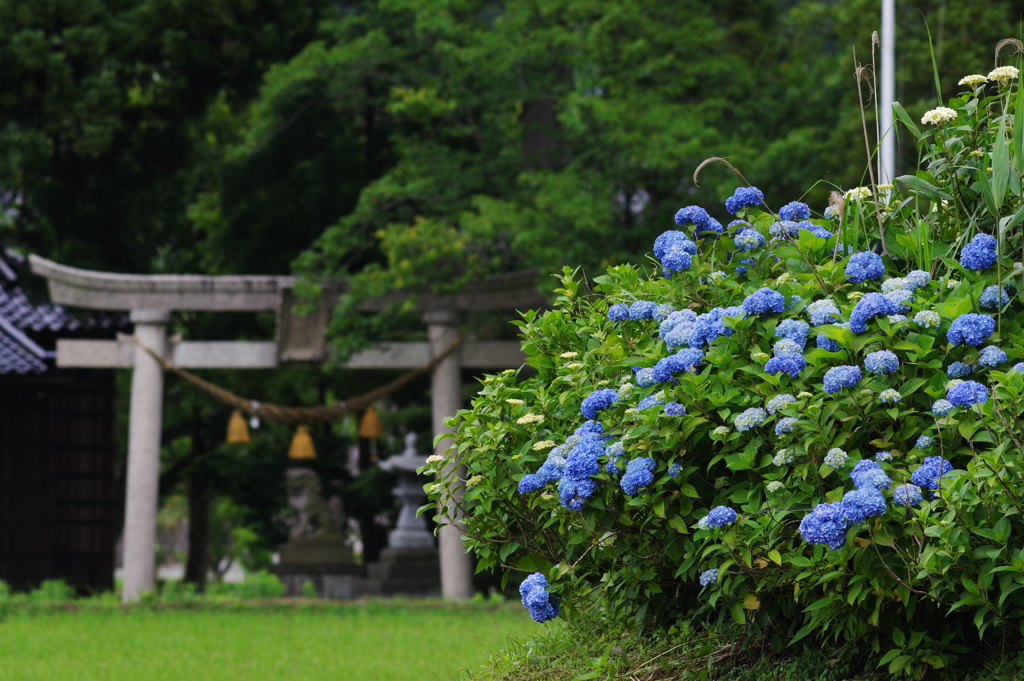 紫陽花と鳥居その２