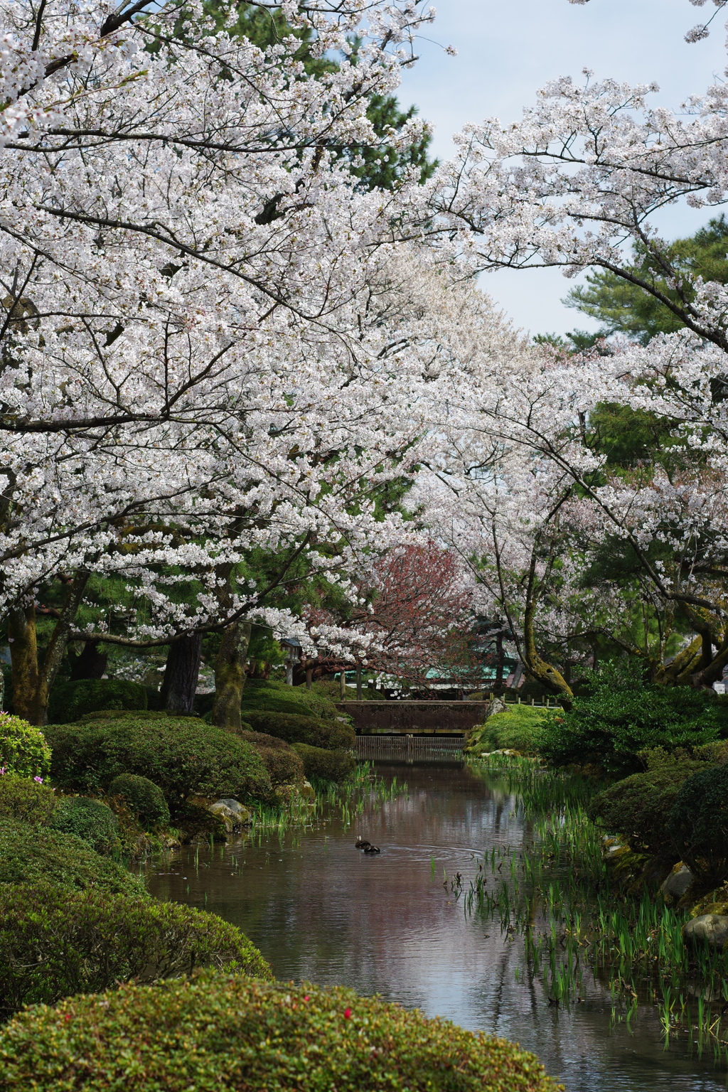 兼六園 桜 (22)