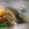 いしかわ動物園 ライオン　だら～