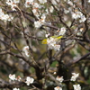 兼六園 梅林 (52)