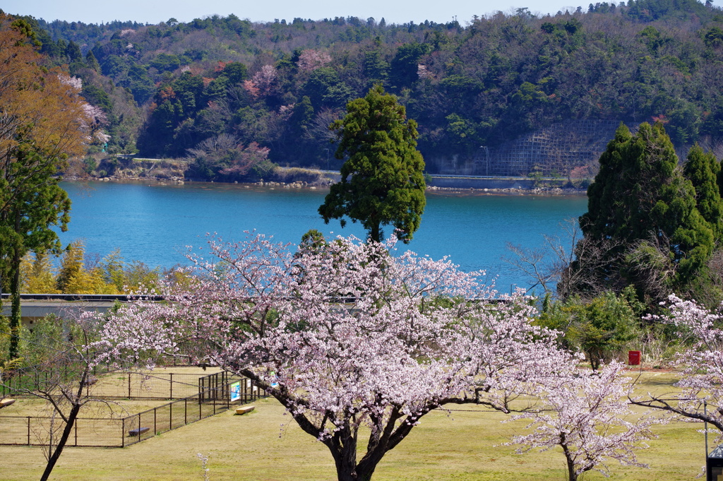 能登島 ガラス美術館より 桜と美しい海