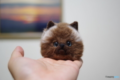 羊毛フェルト　猫