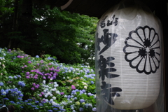 妙楽寺 紫陽花のお寺