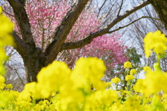 富山植物公園 菜の花と梅