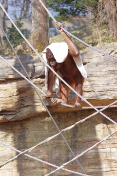 タオルを被るオラウータン