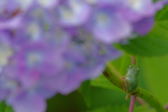 紫陽花とアマガエル 登っています