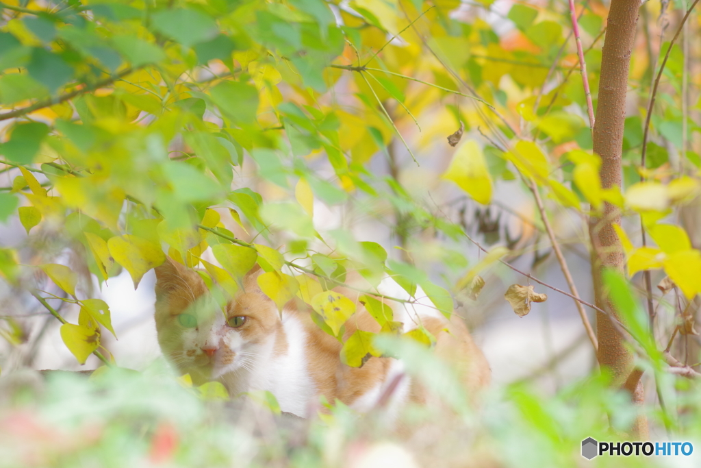 大井町ふ頭中央海浜公園　野良猫撮り (2)