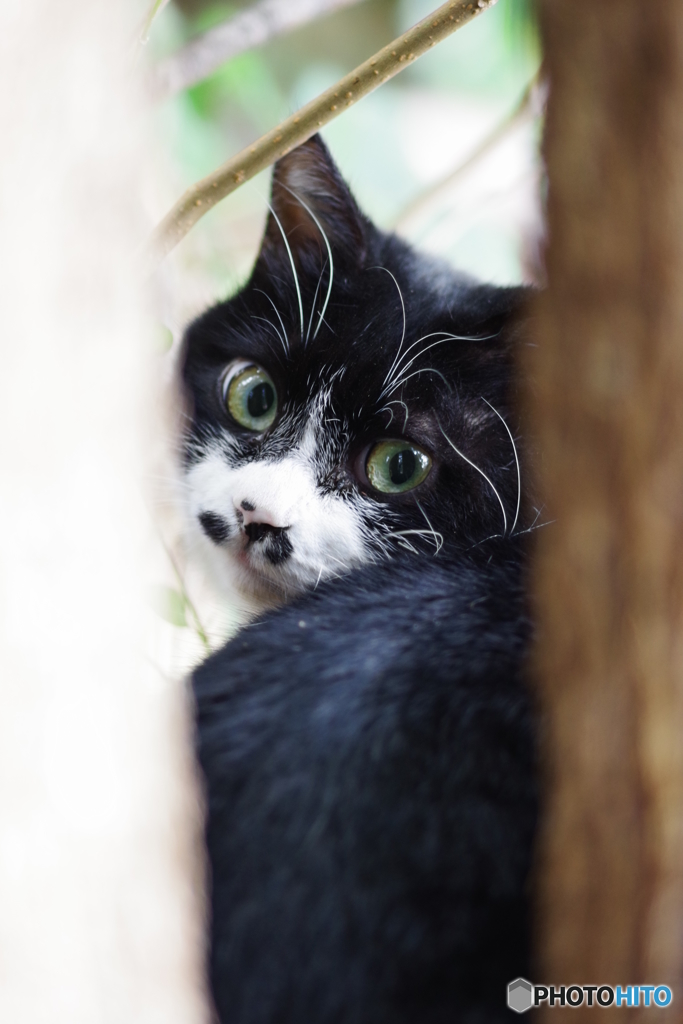 大井町ふ頭中央海浜公園　野良猫撮り (2)