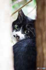 大井町ふ頭中央海浜公園　野良猫撮り (2)