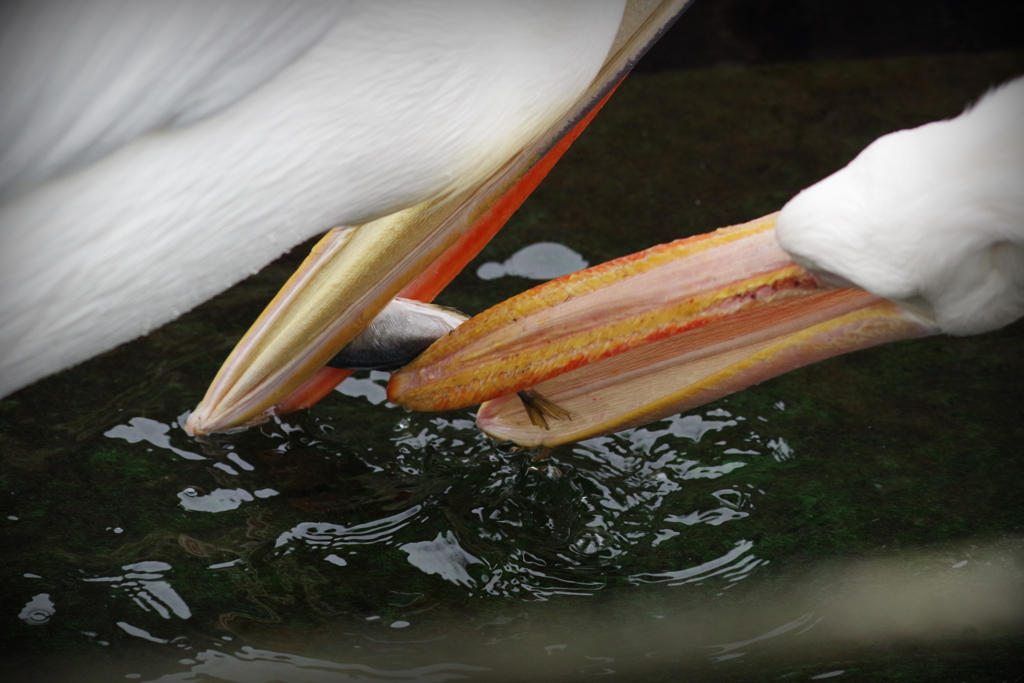魚で遊ぶペリカン達