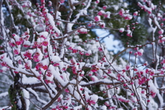 雪の兼六園 梅と雪