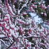 雪の兼六園 梅と雪