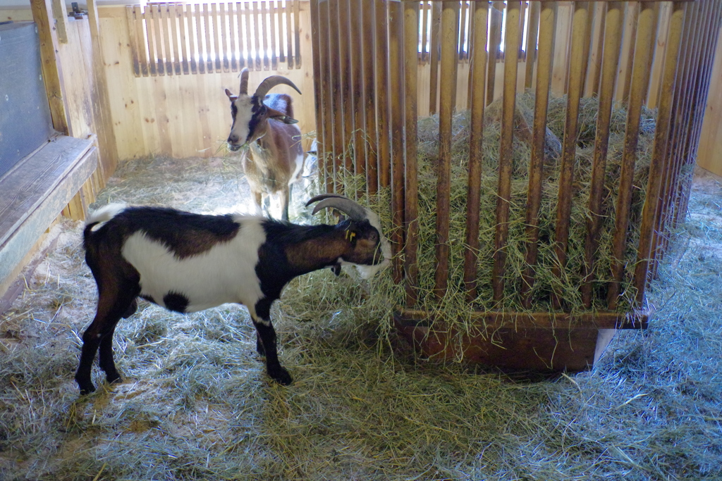 シェーンブルグ動物園　山小屋内　ヤギ
