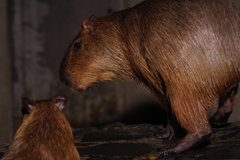 いしかわ動物園 ナイトズー もう一匹に上がるように促してます