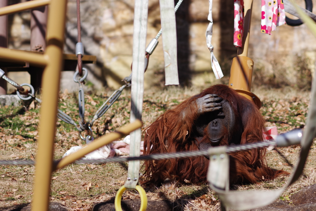 多摩動物公園 オラウータン (1)