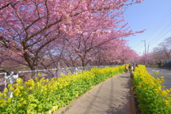 DA 11-18mm f2.8 試し撮り 河津桜と菜の花の道