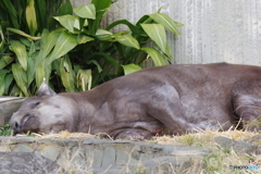 金沢動物園 菜の花 (22)