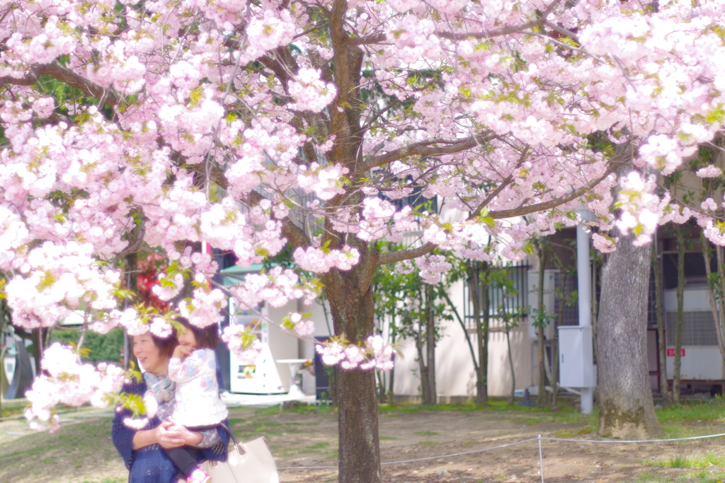 オールドレンズで散歩　八重桜　開放でほわほわ