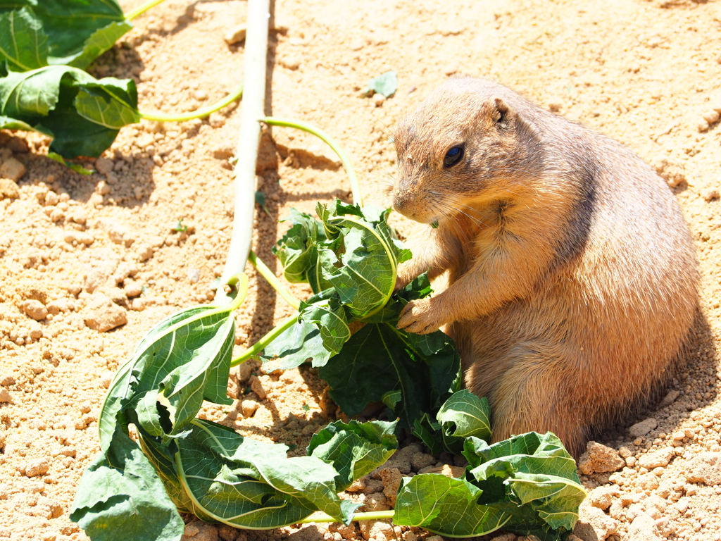 いしかわ動物園 オリンパスで撮ってみた 白とびしやすいような・・・